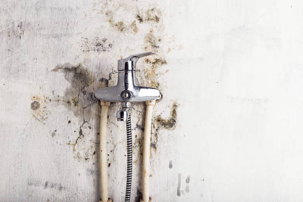 Best Mold Remediation  in Philippi, WV