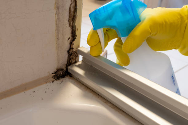 Best Office Mold Removal Services  in Philippi, WV
